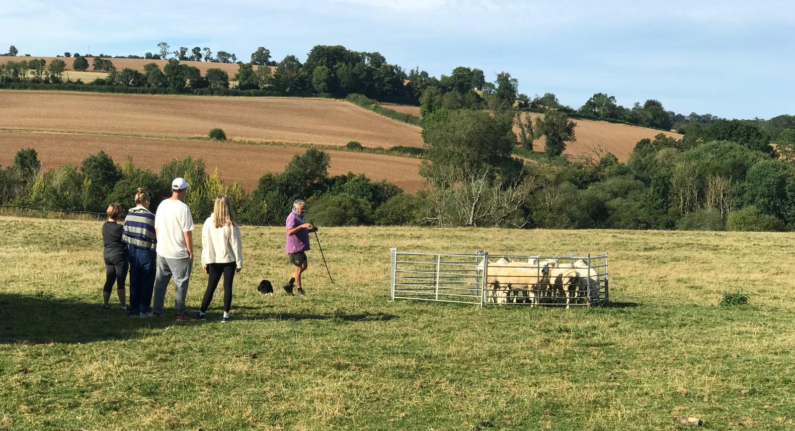 Meet John the Shepherd: An Exclusive Cotswold Sheepdog Experience