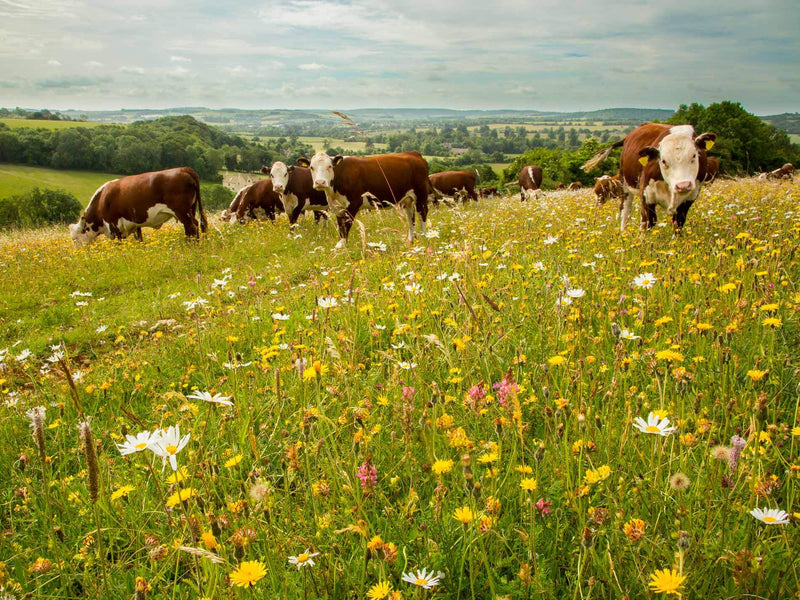 Cotswold Farm Tour