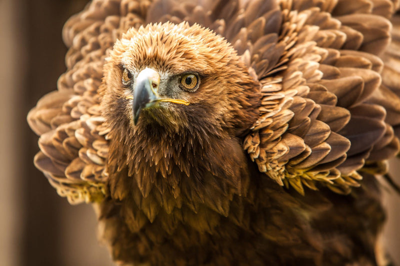 Exclusive Cotswolds Falconry Experience