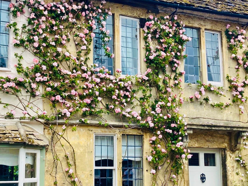 Rosé in the Roses
