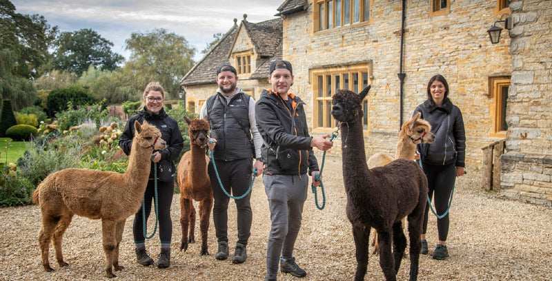 Alpacas in the Garden: A Manor walk experience