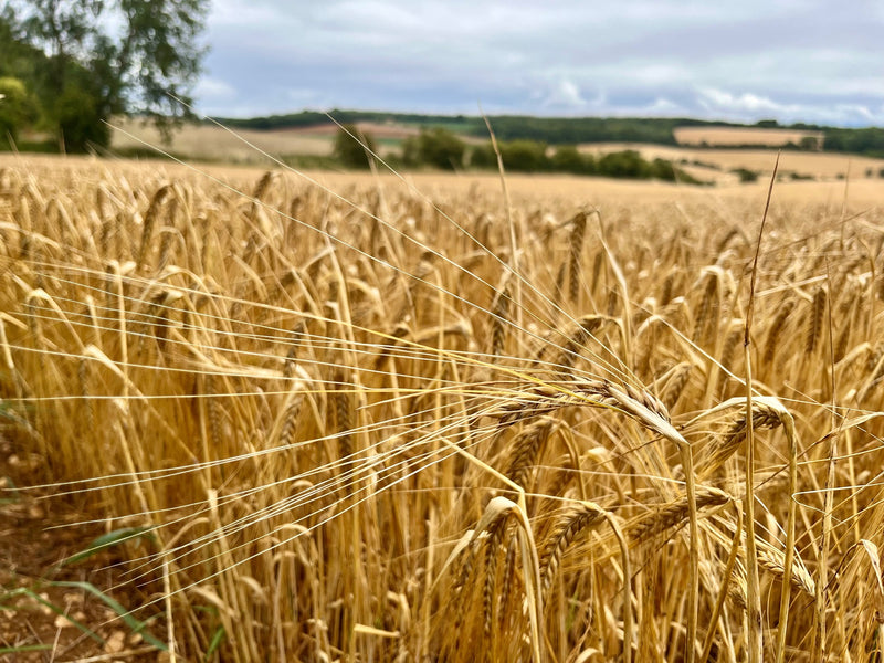 Cotswold Farm Tour