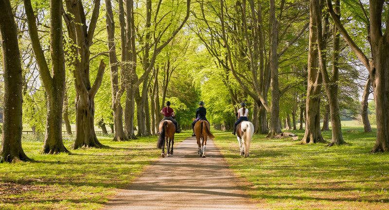 South Cotswolds Horse Riding & Afternoon Tea Experience