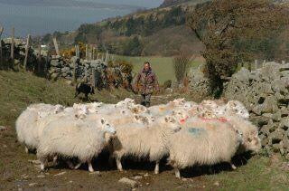 North Wales Sheepdog Demo & Snowdonia Tour
