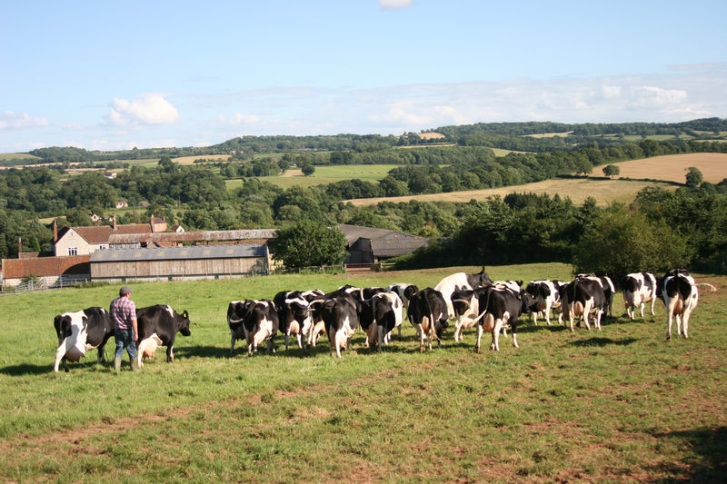 Bath Organic Dairy Farm & Milk Tasting