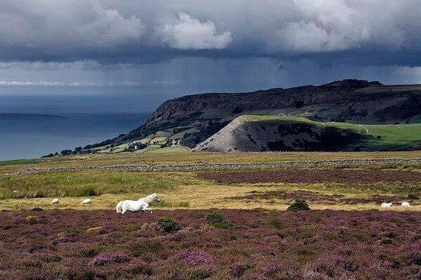 North Wales Sheepdog Demo & Snowdonia Tour