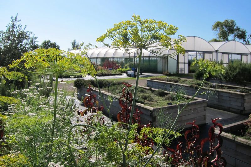 UK’s Finest Herb Farm Tour & English Countryside