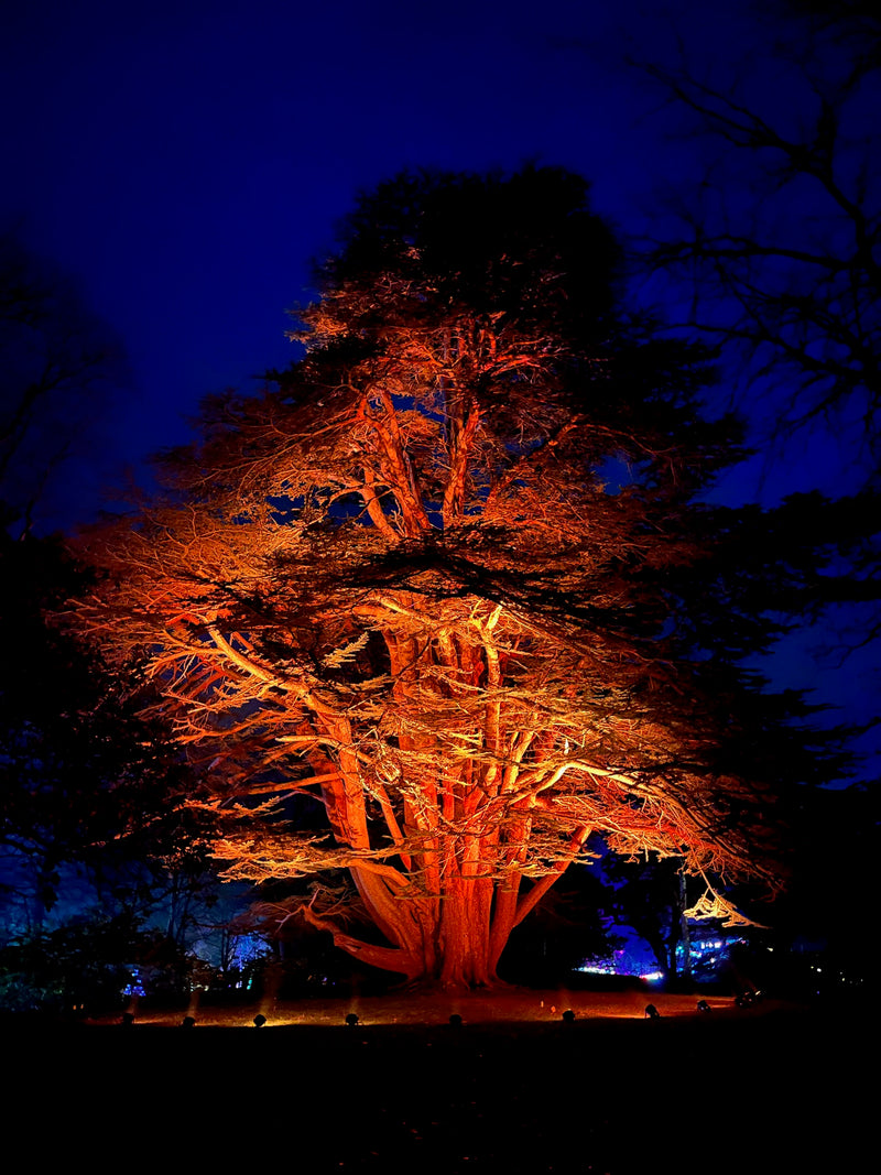 Cotswolds Christmas & The Palace of Oz at Blenheim Palace