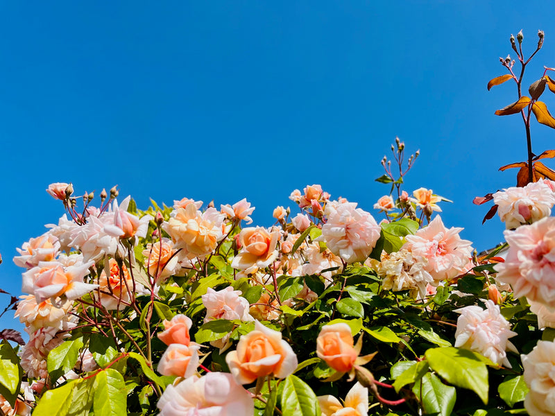 Cotswold Garden Tour