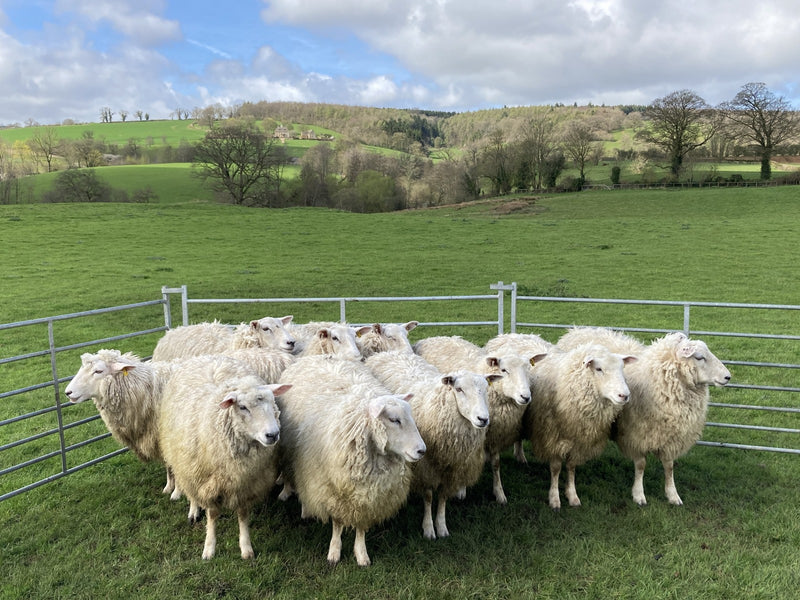 Cotswold Sheepdog Demonstration