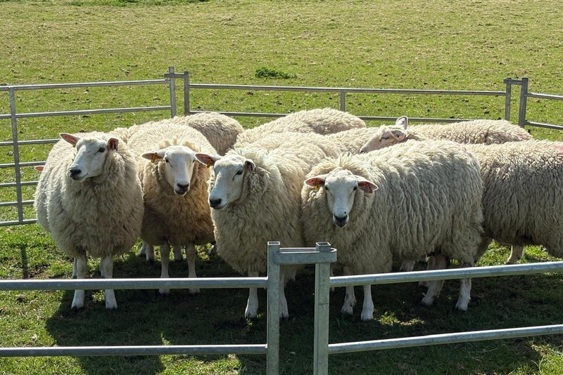Cotswold Sheepdog Demonstration