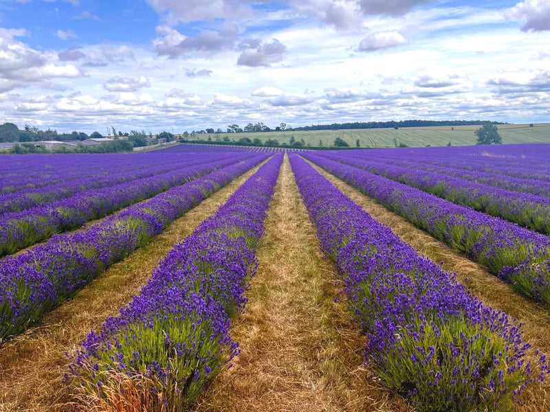 Cotswold Lavender Farm Private Tour & The Cotswolds