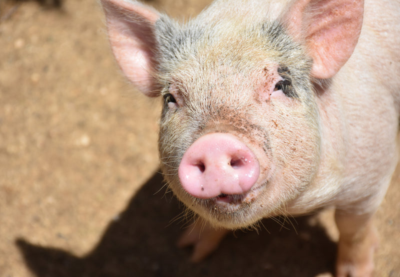 Exclusive Cotswold Farm Experience
