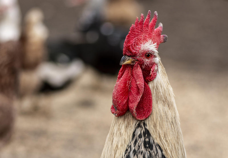 Exclusive Cotswold Farm Experience