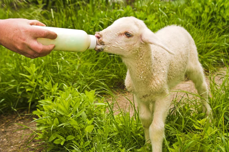 Exclusive Cotswold Farm Experience