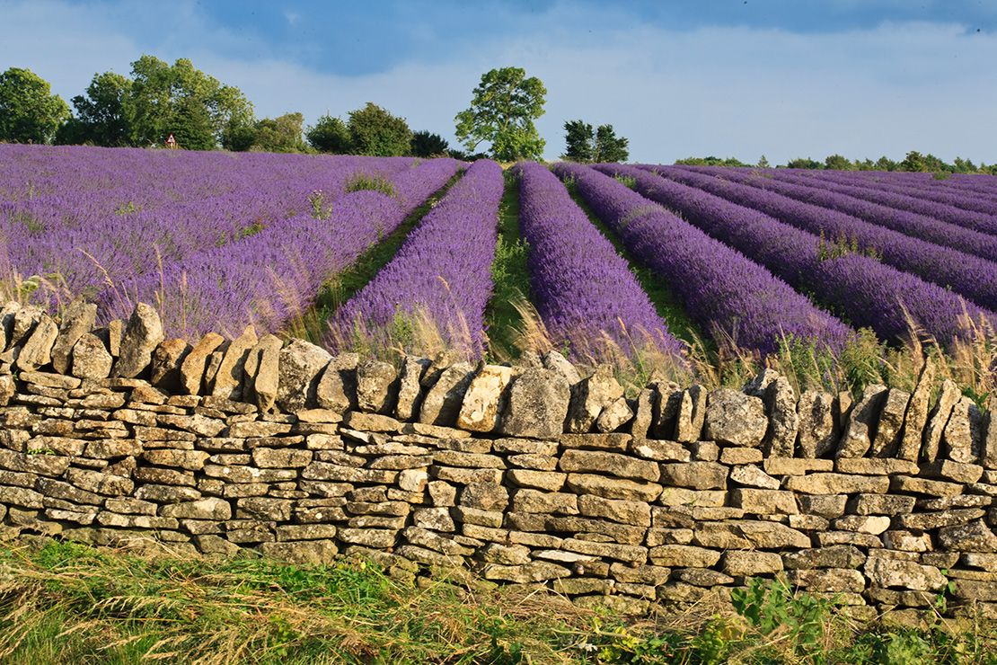 Cotswold Lavender Farm Private Tour & The Cotswolds