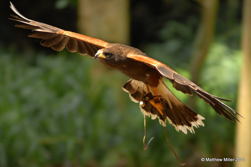 Exclusive Cotswolds Falconry Experience