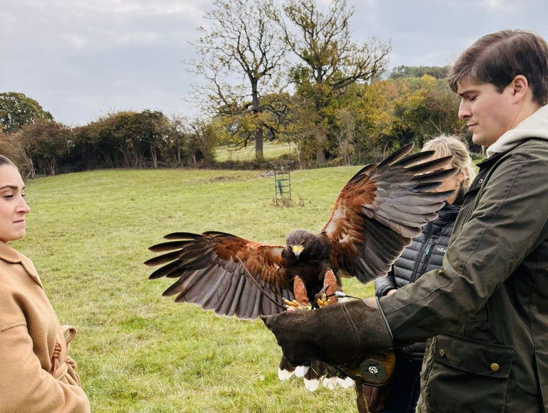 Exclusive Cotswolds Falconry Experience