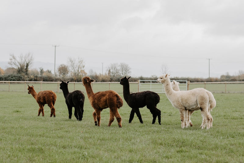 Alpacas in the Garden: A Manor walk experience