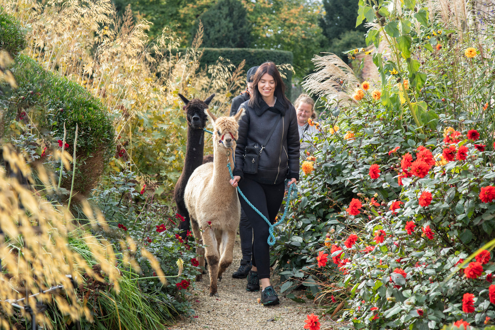 Alpacas in the Garden: A Manor walk experience