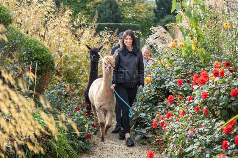 Alpacas in the Garden: A Manor walk experience