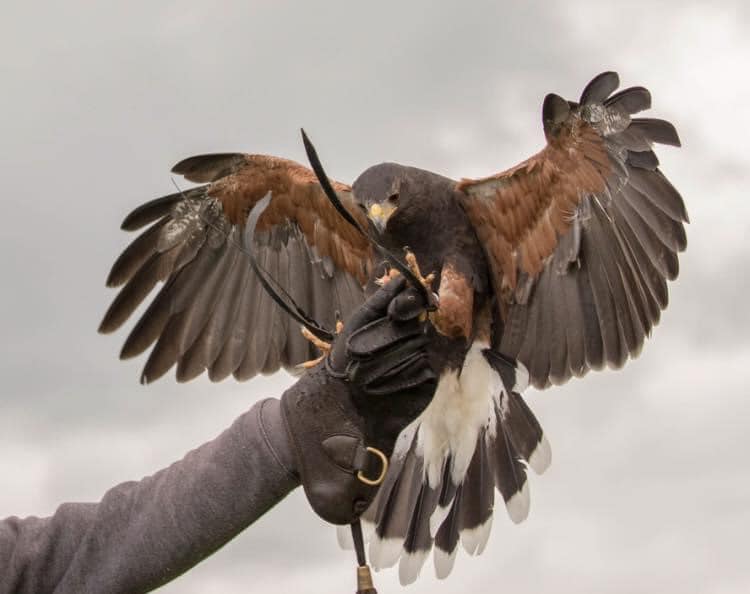 The Bath Hawk & Owl Experience