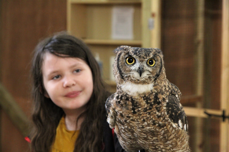 The Bath Hawk & Owl Experience