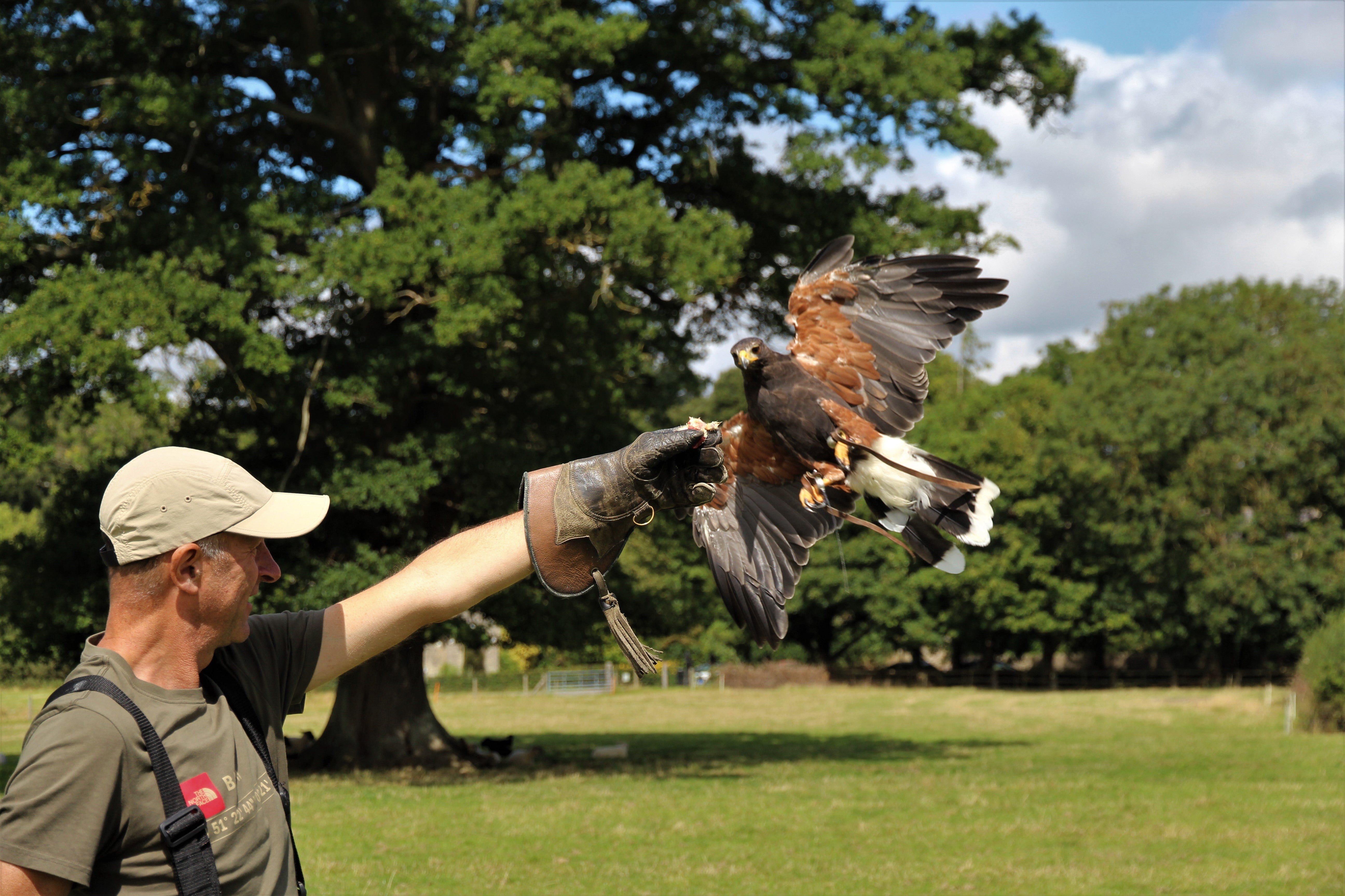The Bath Hawk & Owl Experience