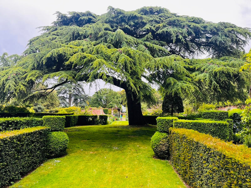 Cotswold Castle & Cotswold Cream Tea