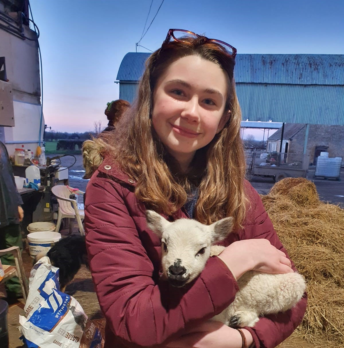Lambing live in the Cotswolds