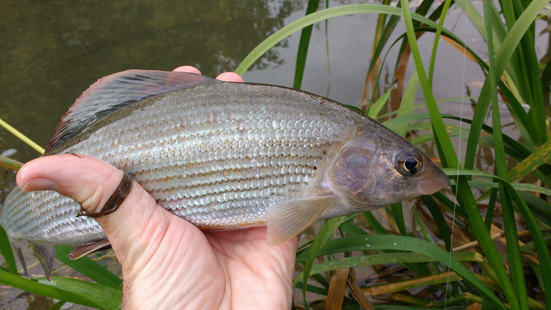 Fly Fishing in the Cotswolds