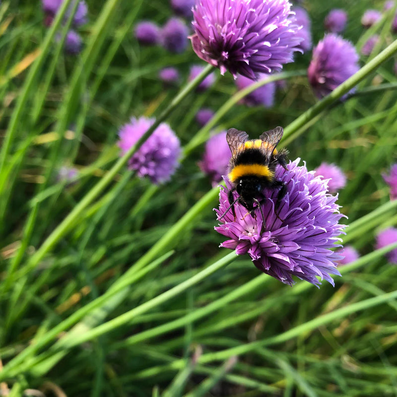 UK’s Finest Herb Farm Tour & English Countryside
