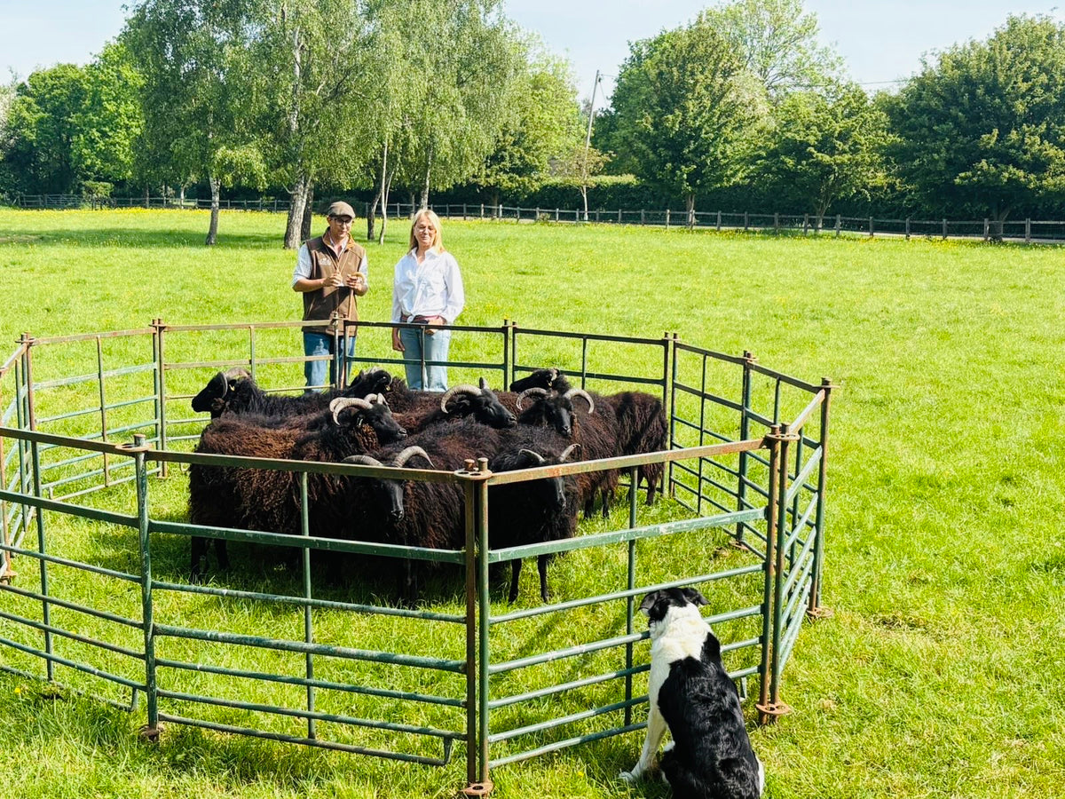 Sheepdog Experience & Oxford University Tour