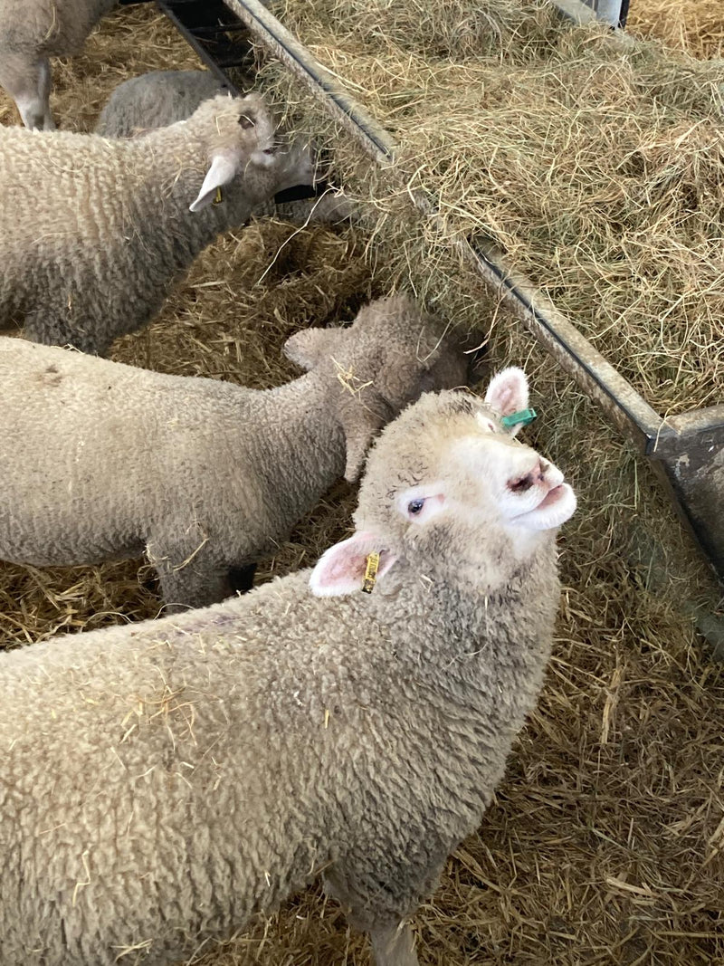 Lambing live in the Cotswolds