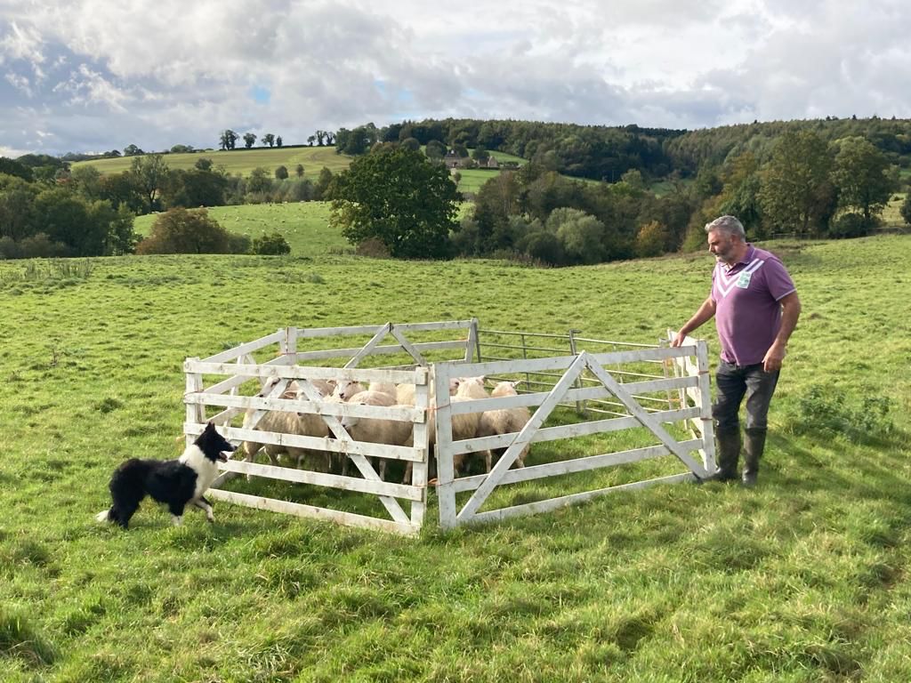 Cotswold Sheepdog Demonstration
