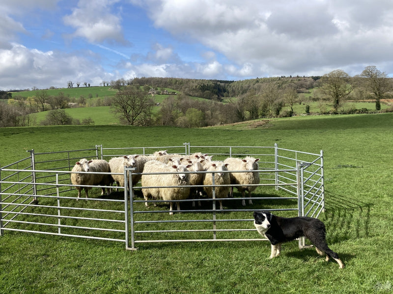 Cotswold Sheepdog Demonstration