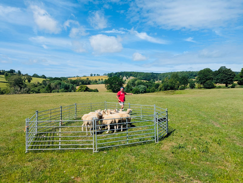 Cotswold Sheepdog Demonstration