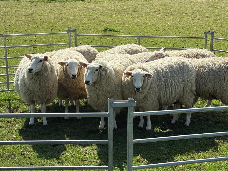 Sheepdogs, Diary Farm & Scenic Stops