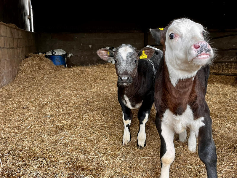 Exclusive Cotswold Farm Experience