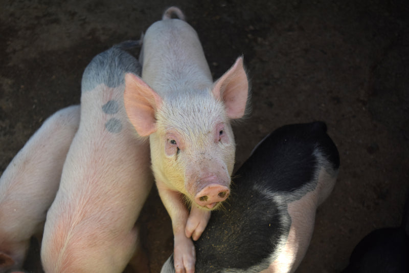 Exclusive Cotswold Farm Experience