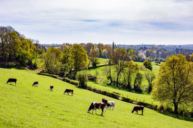 Lambing live in the Cotswolds