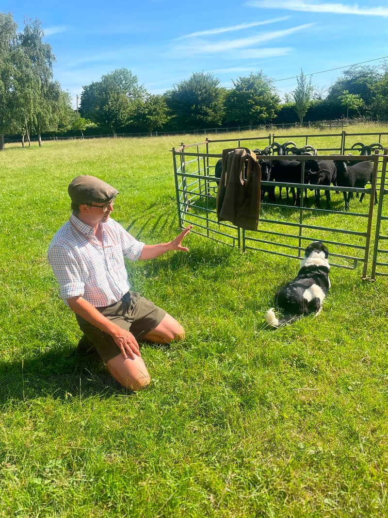 Sheepdog Experience & Oxford University Tour