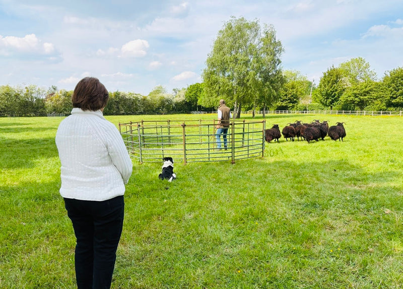Sheepdog Experience & Oxford University Tour