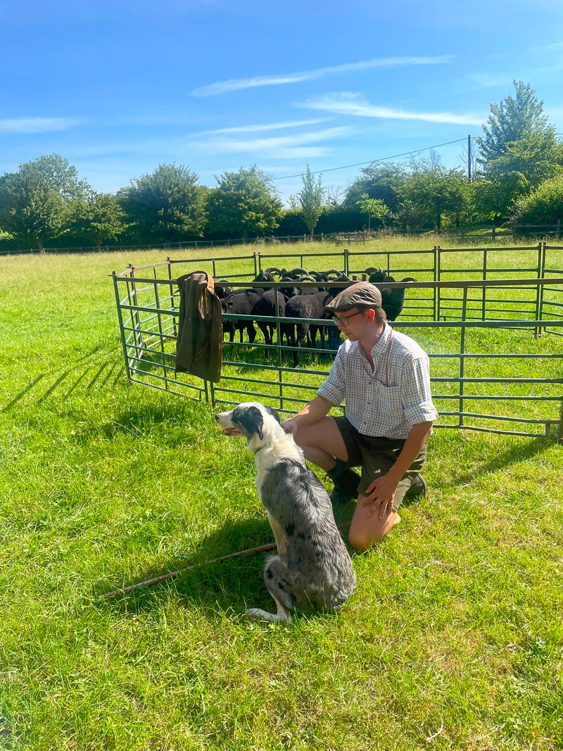 Sheepdog Experience & Oxford University Tour