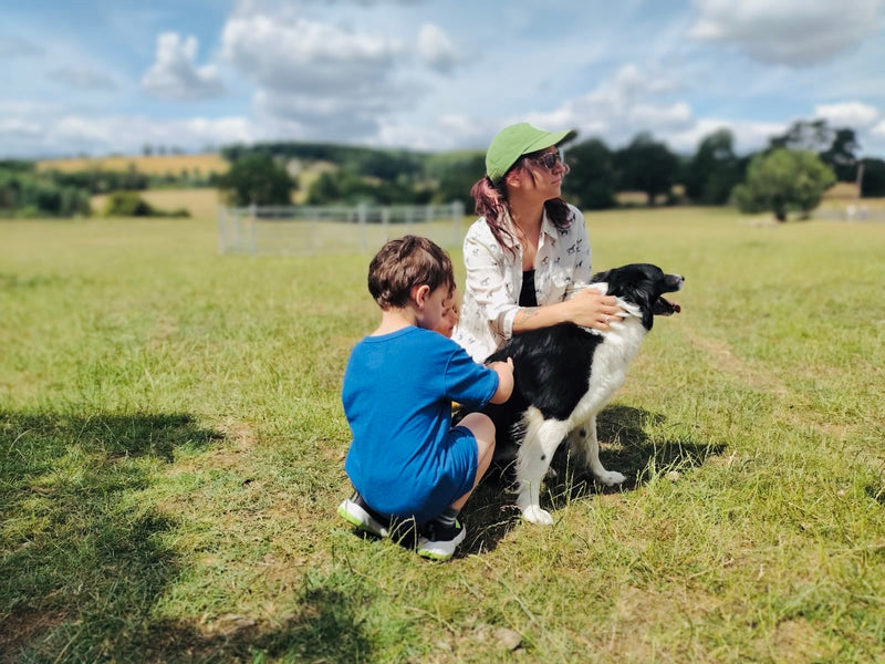 Cotswold Sheepdog Demonstration
