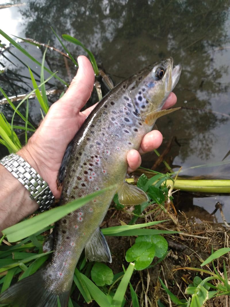 Fly Fishing in the Cotswolds