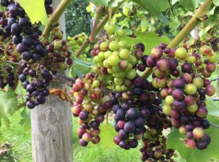 Sip & Stroll: English Sparkling Wine Tour